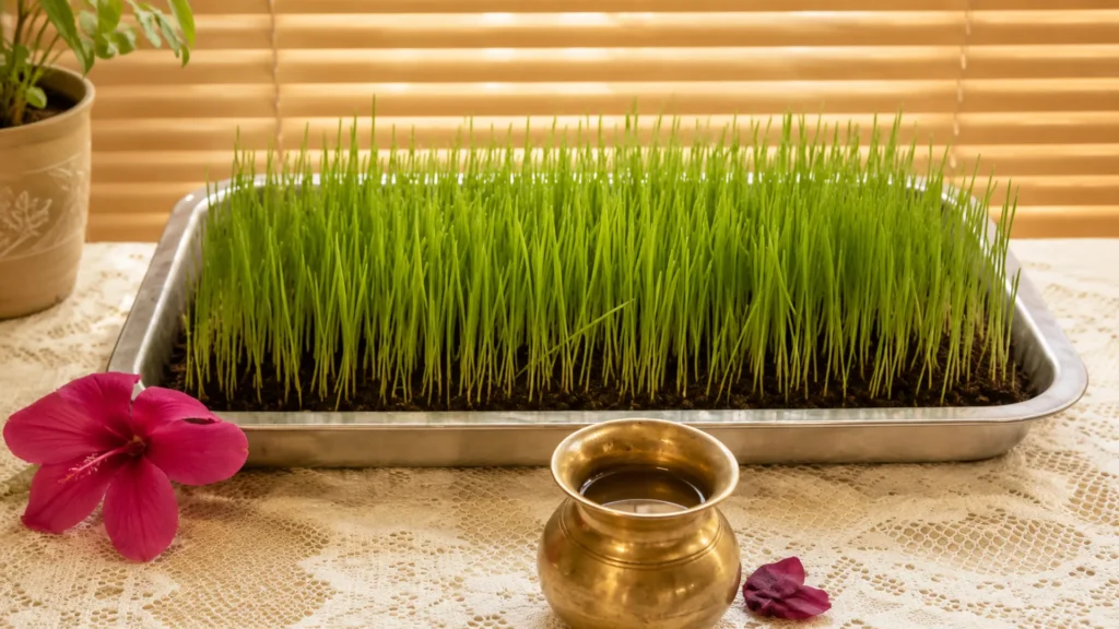 Fresh green barley grass growing in a tray for Navaratri prayers, with a traditional brass kalash and hibiscus flower used in Hindu worship.